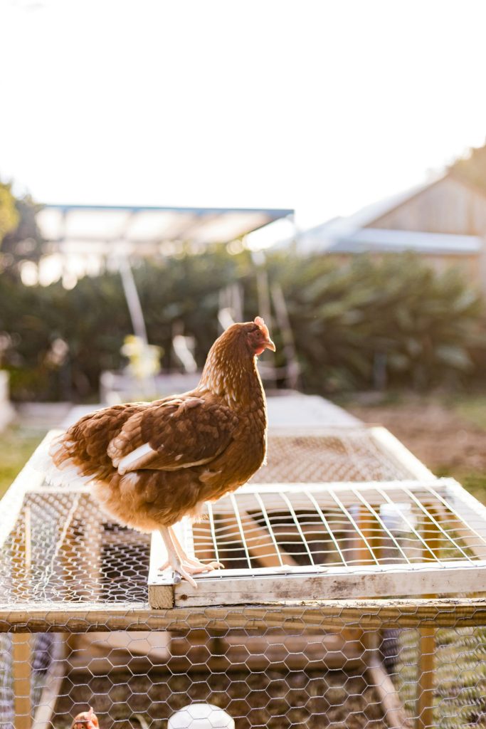 brown hen on white metal cage